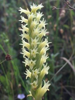 Spiranthes porrifolia 76386758.jpg