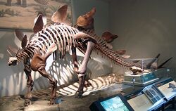Stegosaurus at the Field Museum.jpg
