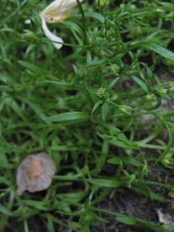 Image shows the small, green flower