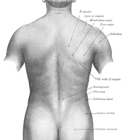Surface anatomy of the back-Gray.png