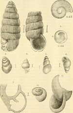 The Canadian naturalist and quarterly journal of science (1881) (14778882451).jpg