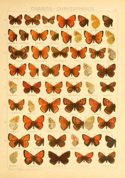 File:The Macrolepidoptera of the world (Taf. 76) (8145299572).jpg