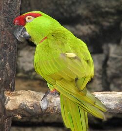 Thick-billed Parrot 2.jpg