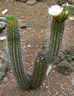 Trichocereus chiloensis 1.jpg