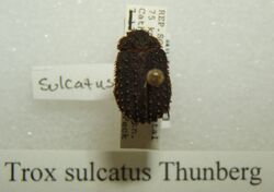 Trox sulcatus sjh.jpg