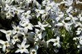 Vårlilja (Ipheion uniflorum).jpg