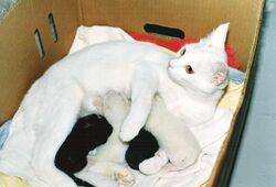 White Cat Nursing Four Kittens HQ.jpg