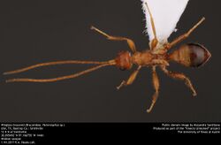 Wingless braconid (Braconidae, Heterospilus sp.) (35789148151).jpg