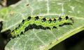 Xanthodes transversa caterpillar @ Kanjirappally.jpg