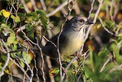 Zapata sparrow (Torreornis inexpectata varonai).JPG