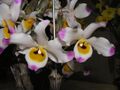 腫節石斛 Dendrobium pendulum -香港沙田洋蘭展 Shatin Orchid Show, Hong Kong- (9255247500).jpg