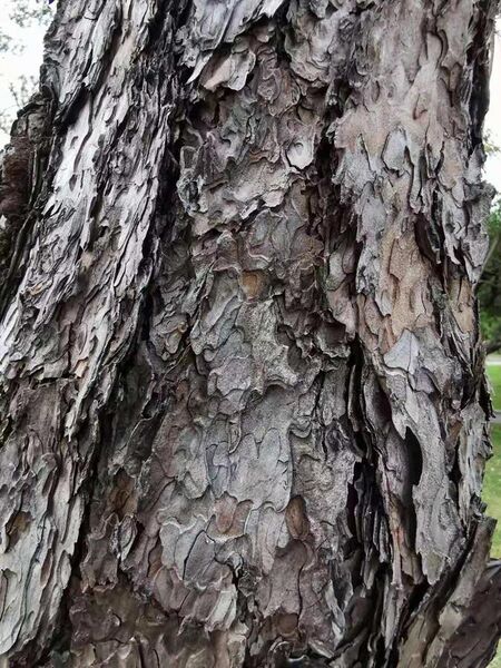 File:黑松 Pinus thunbergii 20211007185113 05.jpg