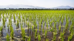 2014 Rice paddies Phrao district.jpg