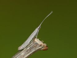37.072 BF578 Coleophora otidipennella (3525540365).jpg