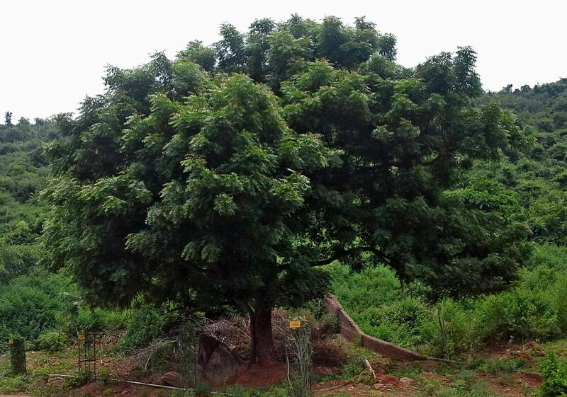 File:A Neem tree (Azadirachta indica) at IG Zoo Park.jpg
