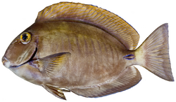 Acanthurus chirurgus - pone.0010676.g183.png