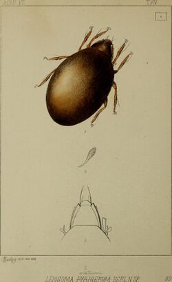 Acari, Myriopoda et Scorpiones hucusque in Italia reperta (1888) (16583366449).jpg