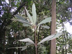 Actinodaphne malaccensis - détail des feuilles.JPG