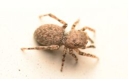 Adult female Attinella concolor dorsal.jpg