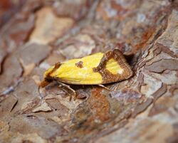 Agapeta zoegana (44935491671).jpg