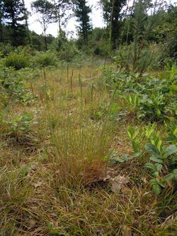 Agrostis vinealis plant.jpg