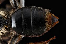 Andrena spiraeana abdomen.jpg