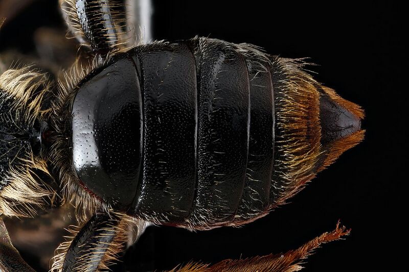File:Andrena spiraeana abdomen.jpg