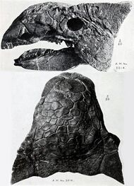 Two views of Ankylosaurus skull, from above and from the left