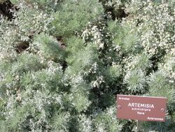 Artemisia schmidtiana.jpg