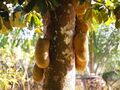 Artocarpus integer Fruit and Tree.JPG