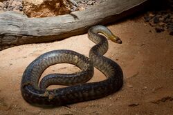 Aspidites ramsayi -Australia Zoo, Queensland, Australia-8a.jpg