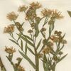 S. hendersonii: Isotype of Aster hendersonii stored at the Harvard University Herbarium. Collected 5 August 1894 at the Saint Maries River, Kootenai County, Idaho.