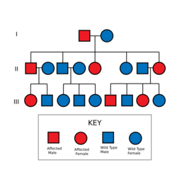 Autosomal Dominant Pedigree Chart.svg