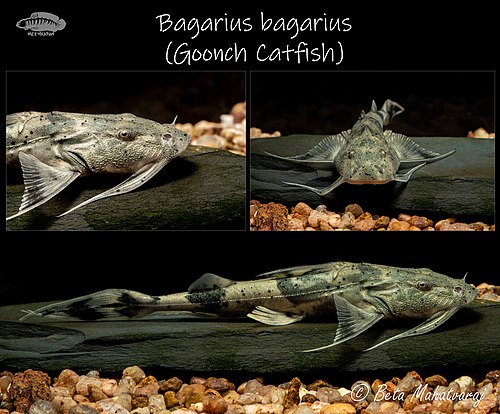 Bagarius bagarius (Goonch Catfish)