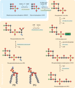 Biosynthesis of phosphatidylglycerol, phosphatidylserine, and phosphatidylethanolamine.svg