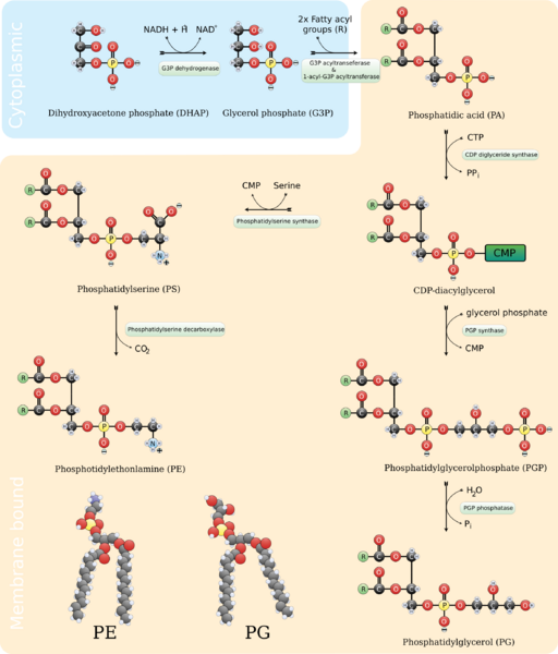 File:Biosynthesis of phosphatidylglycerol, phosphatidylserine, and phosphatidylethanolamine.svg