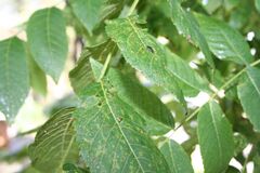 Black Walnut Leaves.jpg