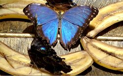 Blue Morpho Butterfly at University of Florida.jpg