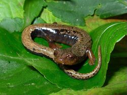 Bolitoglossa vallecula01.jpg