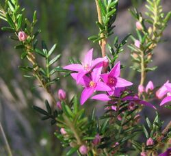 Boronia granitica.jpg