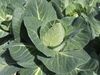 Brassica oleracea convar. capitata var. alba, spitskool (1).jpg
