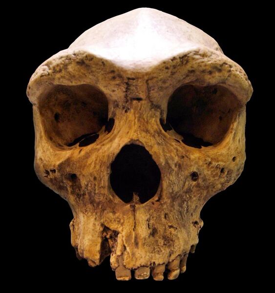 File:Broken Hill Skull (Replica01).jpg