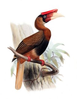 Buceros hydrocorax mindanensis.jpg