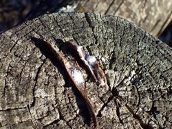 Bucolus fourneti pupa on bark.jpg