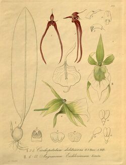 Bulbophyllum delitescens (as Cirrhopetalum delitescens) - Angraecum eichlerianum - Xenia 3 pl 273.jpg