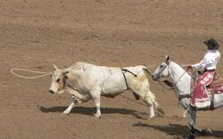 California rodeo Salinas lasso bull p1050544.jpg