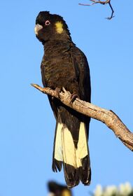 A large black cockatoo perching on a branch