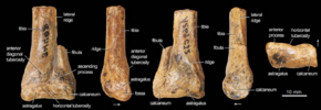 Camposaurus holotype ankle.png