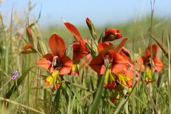 Cape Fynbos - Gladiolus alatus.jpg