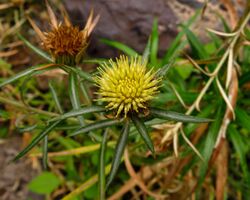 Carlina salicifolia 2601.jpg